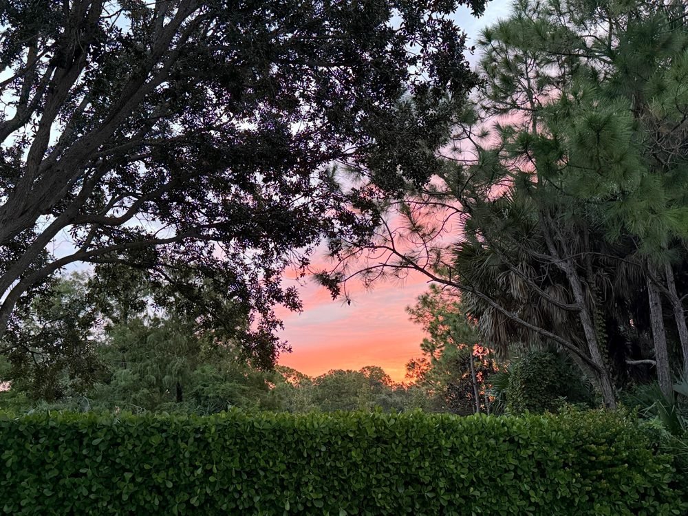 Sunrise glowing through the trees over the community